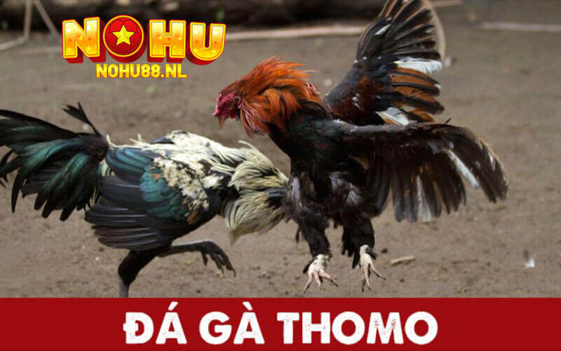 Vì sao nên tham gia đá gà Thomo tại Nohu88